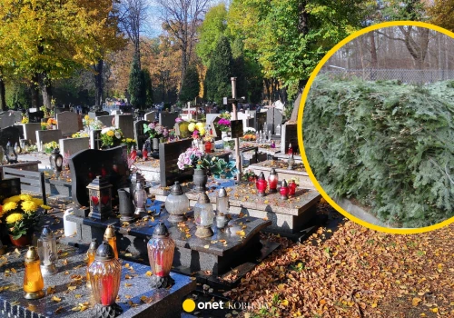 Dekoracje na 1 listopada pod lupą leśników. Grozi kara nawet do 5 tys. zł