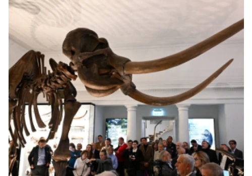 Nowa wystawa w PAN Muzeum Ziemi – ze szkieletem 4-metrowego słonia leśnego