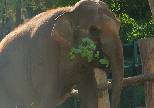 Słonica Wiki wyjeżdża z gdańskiego zoo