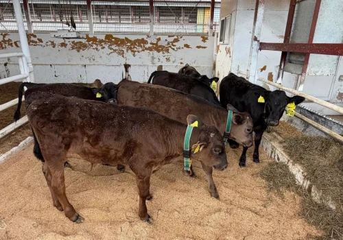 Rolnik ma 240 krów i zaczął krzyżować je z Wagyu. Teraz więcej zarabia na cielętach
