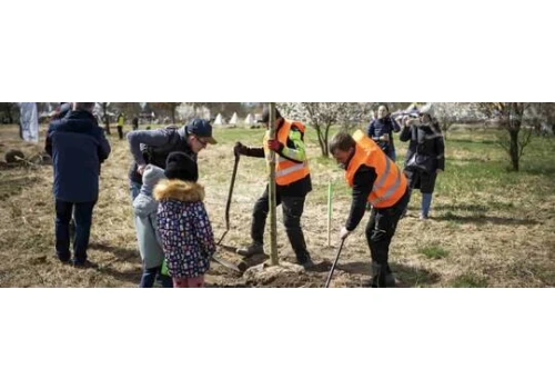 Rosną ramię w ramię. Wyjątkowe drzewa, które zapuszczają korzenie razem z najmłodszymi wrocławianami