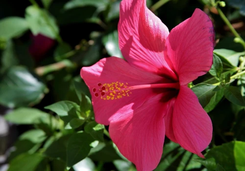 Hibiskus w ogrodzie przed zimą potrzebuje kilku prostych zabiegów. Listopad to dobry moment, żeby o niego zadbać