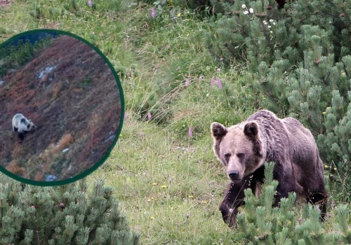 Nazywają ją Księżniczką. W Tatrach mieszka niedźwiedzica ze srebrnym futrem