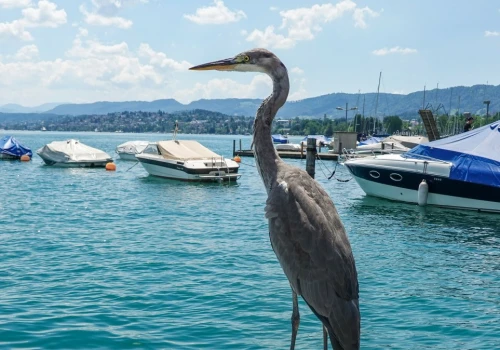 Ornitolodzy chwycili za lornetki. U nas pospolita, za oceanem ewenement