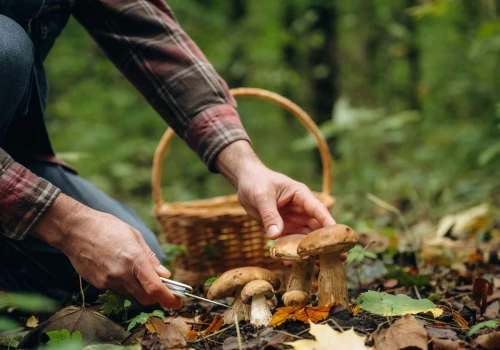 Jak znaleźć grzyby w lesie? Natura daje cenne wskazówki
