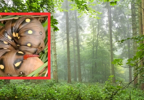 Leśnicy pokazali niezwykłe zdjęcia. 