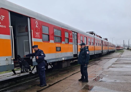 Czworonożni agenci w pociągach POLREGIO. Służby trenowały na bocznicy w Iławie
