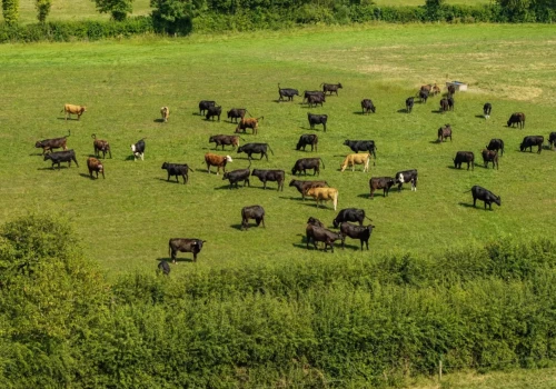 30 tys. hektarów i 6530 sztuk bydła sprzedane za 90 mln zł. A chcieli znacznie więcej