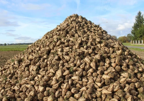 Ceny cukru mocno odbiły. To ważny sygnał dla plantatorów buraka