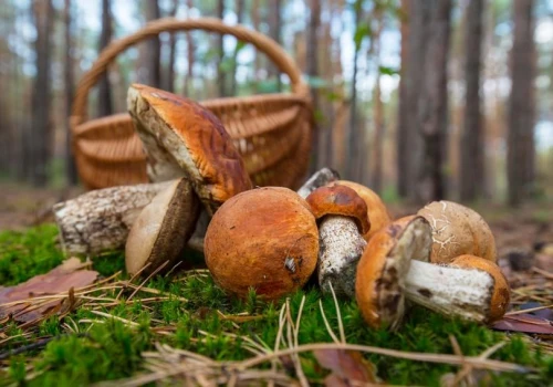 Brak grzybów w lasach? Nie dla nich. Rumuńskie busy wyjeżdżają z Podkarpacia pełne skrzynek
