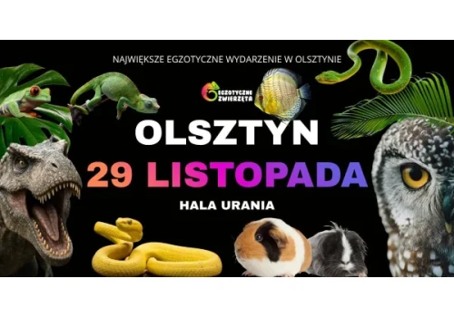 Gady, pająki i 7-metrowy T-Rex. Niezwykłe targi już 29 listopada w Olsztynie