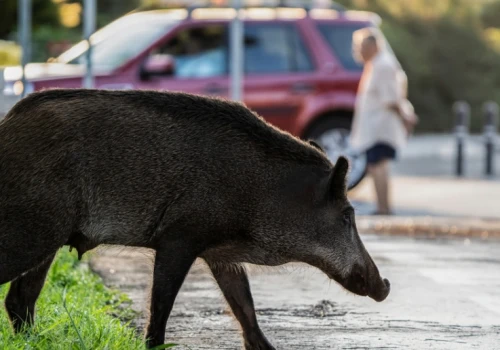 Odstrzału ma nie być. Miasto chce poletek uprawowych i żerowisk