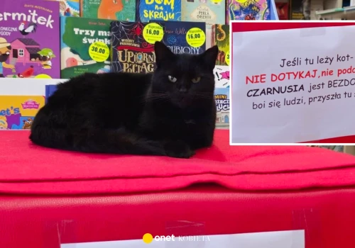 W księgarni w Olecku schronienie znalazł bezdomny kot. Apel właścicieli poruszył internautów