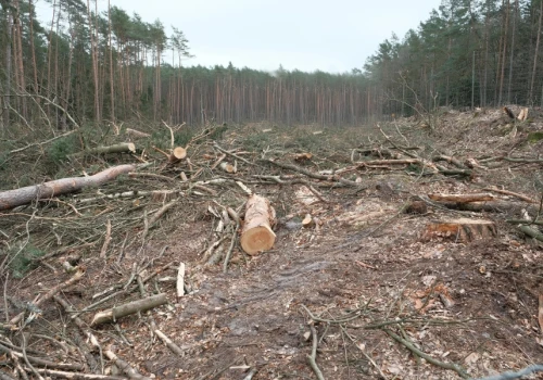 Google nielegalnie wycięło 400 tys. drzew w Finlandii pod AI. Mieszkańcy oburzeni