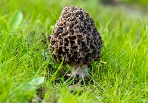 Nazywają je leśnym złotem. Kilogram może kosztować 2,5 tys. zł