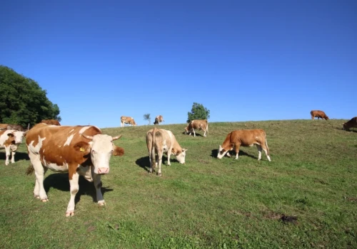 Wirus Shamondy po raz pierwszy zabił człowieka. Nowe zagrożenie w hodowli bydła