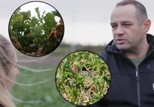 Ubezpieczenie upraw rolnych po zmianach. Ekspert wyjaśnia, na co zwrócić uwagę