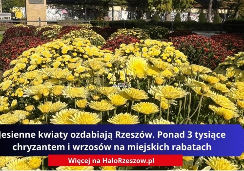 Jesienne kwiaty ozdabiają Rzeszów. Ponad 3 tysiące chryzantem i wrzosów na miejskich rabatach