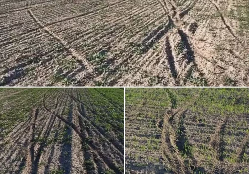 Rolnik zobaczył ślady w rzepaku. Szybko wyszło na jaw, że zniszczyli mu aż 6 pól