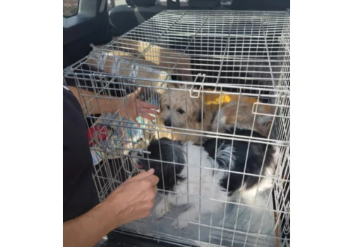 Psy odebrane w Kowalach. Animals kontra sołtys