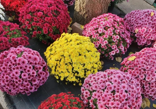 Zajrzyj pod chryzantemę, zanim ją kupisz. Test florysty nigdy nie zawodzi