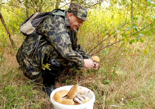 Grzybobranie za granicą? Tu zbierzesz dużo, a zapłacisz mało