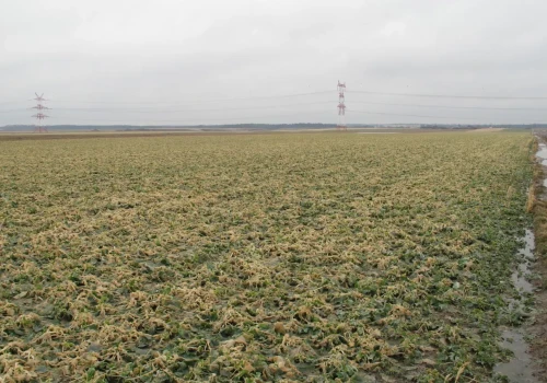 Zaorał 10 ha jęczmienia, rzepak ledwo przetrwał. Pomoc z ARiMR ruszyła, ale nie dla niego