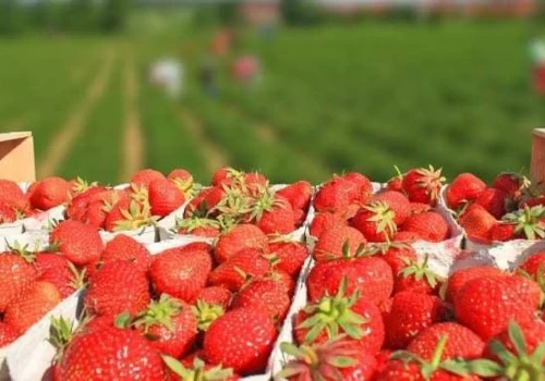 Wszystko jasne – wiemy, kto wygrał aminokwasy w konkursie AGRO-SORB i jagodowe.pl!