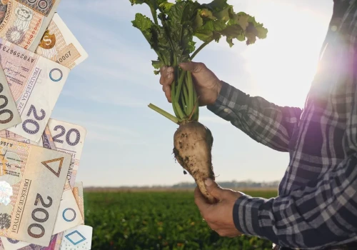 Cukier drożeje o 40%, a koncerny tną ceny za buraki cukrowe. „Strata 3500 zł na hektarze”