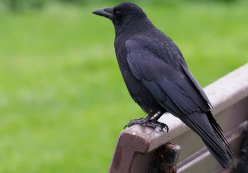 To najinteligentniejsze ptaki Polski. W jednym górują nawet nad ludźmi