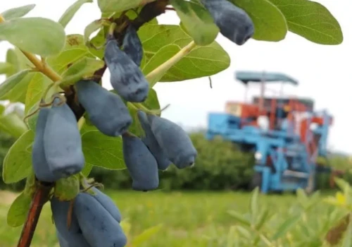 Wykarczował 70 proc. plantacji, choć chciał na niej zarabiać. Dziś sprzedaje owoce dwa razy drożej