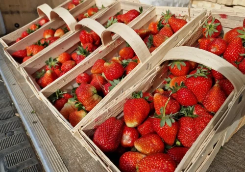Jabłka i gruszki tanieją, a maliny kosztują nawet 50 zł/kg