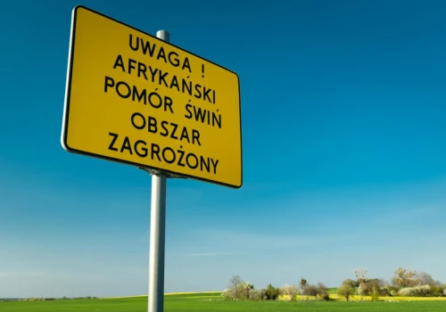 ASF wtargnął na fermę mimo najwyższej bioasekuracji. Wybito 23 tys. świń