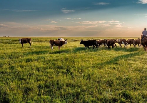 Ponad 14 tys. hektarów i stado 1000 sztuk bydła. Ogromna farma na sprzedaż