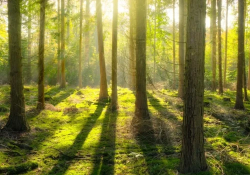 Sadzą lasy, by pochłaniały CO2. Ich zdaniem to głupota