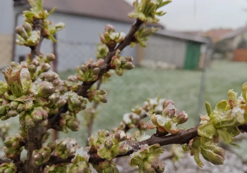 Dopłaty są, ale ubezpieczeń brak. Ci producenci mają problemy z zawarciem polis