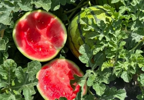 Arbuz zamiast niszy lokalnej? Grójeckie ma prawie 85 ha tej uprawy