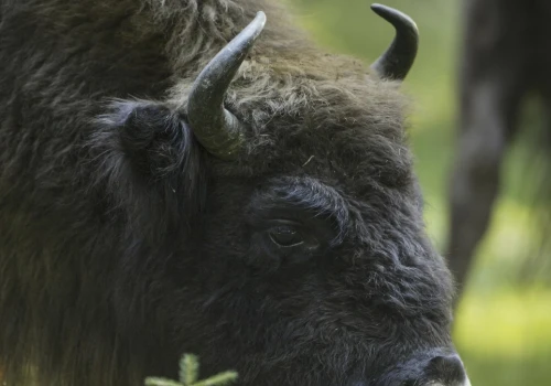 Normalny dzień na Podlasiu. Pani otwiera drzwi, a za nimi żubr