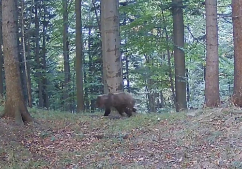 Niedźwiedź uchwycony w Roztoce Wielkiej! Leśnicy pokazali nagranie z Beskidu Sądeckiego