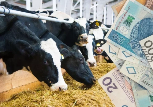 Ceny mleka w proszku rosną, ale rolnicy mogą dostać mniej za mleko. Co się dzieje na rynku?