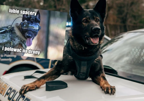 Firma Warhound będzie pracować nad nową, sprawniejszą i silniejszą generacją psów dla wojska i służb
