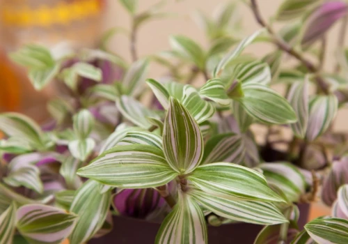 Jak rozmnażać rośliny przed zimą? Wykorzystanie perlitu i mchu sphagnum