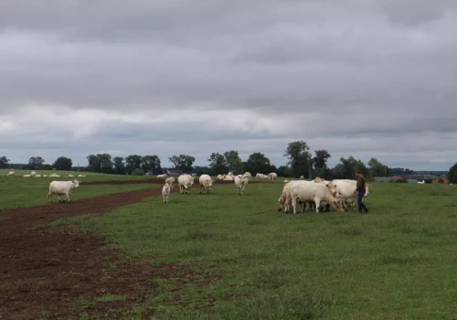 W paszy znajdowali kawałki metalu. Stracili już 50 krów. Potem ktoś zaatakował ich konie