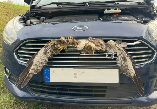 Nietypowe zdarzenie na drodze ekspresowej. Ptak wbił się w atrapę chłodnicy auta