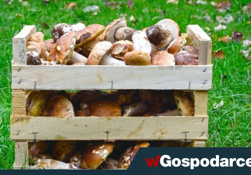 Przemysłowy biznes na grzybobraniu