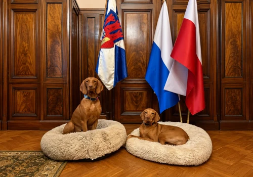 Prezydentura prezydenturą, ale spacer musi być. Gaja i Mokka odwiedziły Gibałę w pracy