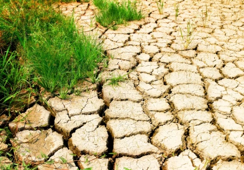 Susza kosztuje Polskę 7,5 mld zł rocznie. Traci nie tylko rolnictwo