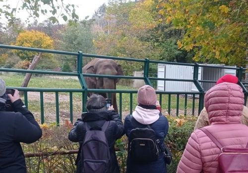 Setki gdańszczan pożegnało Wiki. Słonica opuszcza ZOO