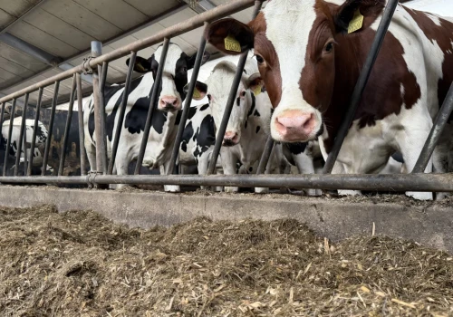 Zastępuje drogą soję w żywieniu bydła. Hodowcy masowo przechodzą na tę tanią alternatywę