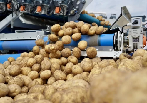 Zbiera 40 ton ziemniaków z hektara i zarabia przy 50 gr. Inny rolnik za tyle rezygnuje